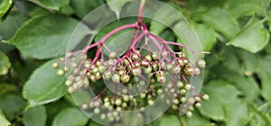 An elderberry bush that bears lots of ripe elderberries (Sambucus), all of which are black.