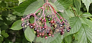 An elderberry bush that bears lots of ripe elderberries (Sambucus), all of which are black.