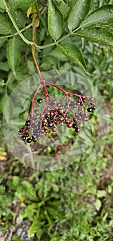 An elderberry bush that bears lots of ripe elderberries (Sambucus), all of which are black.