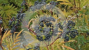 Elderberry bush, elderberry close-up