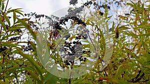 Elderberry bush, elderberry close-up.Ripe elderberry