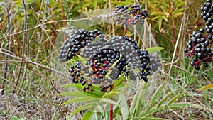 Elderberry bush, elderberry close-up.Ripe elderberry bush in green foliage