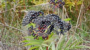 Elderberry bush,ripe elderberry close-up.