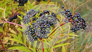 An elderberry bush sways in the wind,a ripe elderberry on a plantation,growing berries.