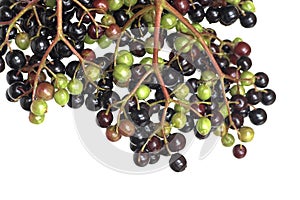 Elderberry Detail
