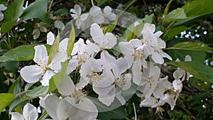Elderberry Flower