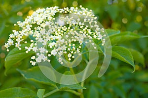 Elderberry flower Sambucus nigra