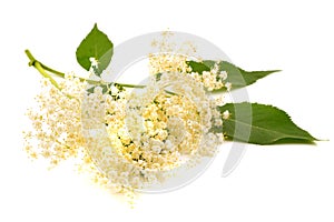 Elderberry flower Sambucus nigra photo