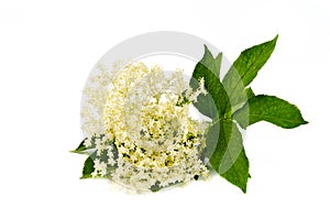 Elderberry flower on white