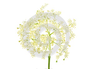 Elderberry flower on a white background. Black Elder; European Elder; European Elderberry