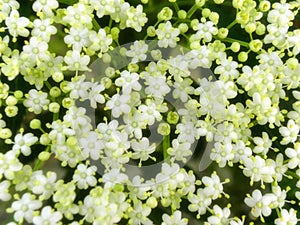 Elderberry flowers