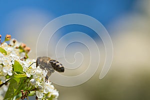 Elderberry flowers flown by bees.