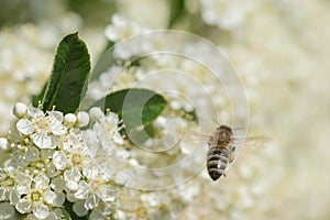 Elderberry flowers flown by bees.