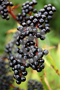 Elderberry fruit
