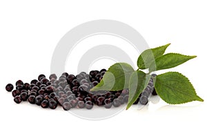 Elderberry Fruit