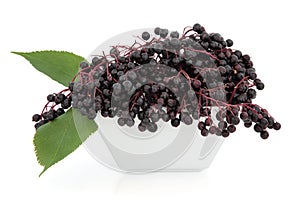 Elderberry Fruit