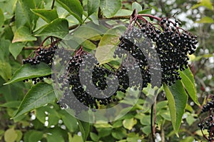 Elderberry Fruit