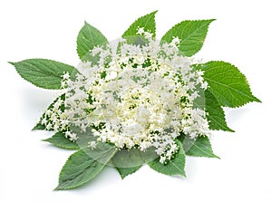 Elderberry inflorescence on white background