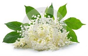 Elderberry inflorescence on white background