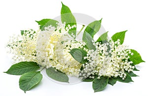 Elderberry inflorescence on white background photo