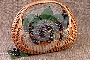 Elderberry on jute background