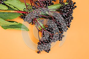 Elderberry on orange background. Elder branches with black berries.healing plant .Sambucus berries.Green pharmacy and