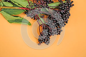 Elderberry on orange background. Elder branches with black berries.healing plant .Sambucus berries.Green pharmacy and