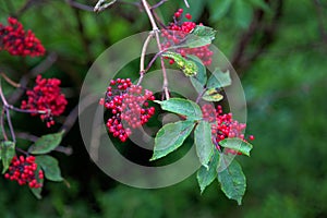 Elderberry red
