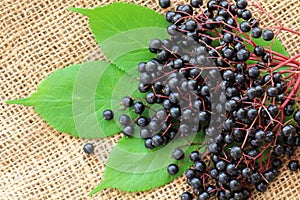 Elderberry (Sambucus Berries)