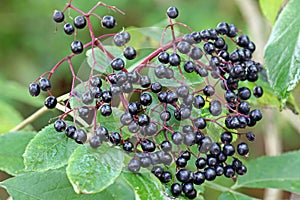 Elderberry (Sambucus Berries)