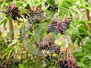 Elderberry (Sambucus nigra) fruit