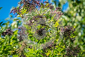 Elderberry tree with black berries