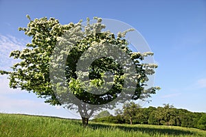 Elderberry tree in summer