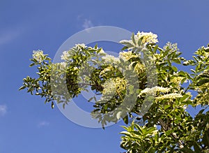 Elderberry twig with white flower umbels