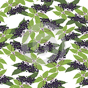 Elderberry vector seamless pattern on white color background