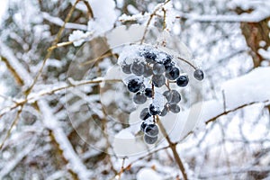 Elderberry in winter.