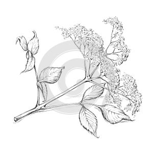 Elderflower blossom with leaf and stem