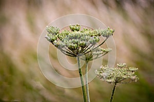 Elderflower in blossom.