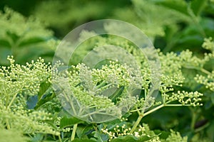 Elderflower buds branch ready to bloom
