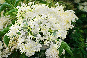 Elderflower. Elderberry Sambucus nigra flowerhead. White flowers inflorescence growing on black elder blooming shrub.