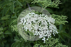 The elderflower. Healthy eco herbal, natural body care. Ingredient for syrup. Naturopathy.