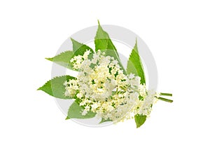 Elderflower isolated