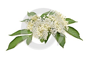 Elderflower and leaves isolated