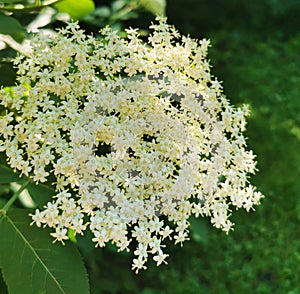 Elderflower sambucus nigra clusters in sunny summer day.