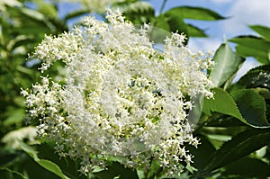 The elderflower, sambucus nigra