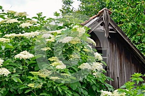 Elderflower Sambucus nigra. Old Abandoned House. Gardening, spice