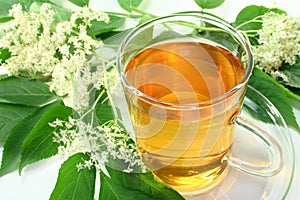 Elderflower tea photo