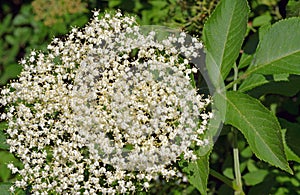 Elderflower, used especially in making wines, liqueurs, and teas