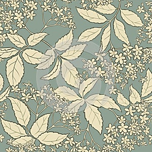 Elderflower vector pattern photo
