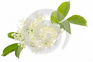 Elderflower on white background photo